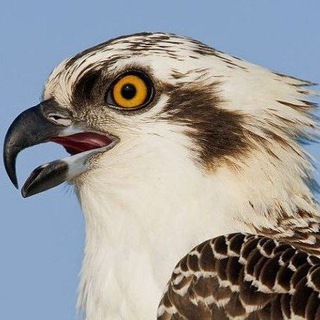 Telegram profile photo for Мойхон