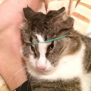 Telegram profile photo for перепёкся бан