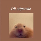 Telegram profile photo for Подвал хомяков 🌸
