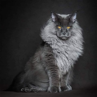 Telegram profile photo for ݪۅففي