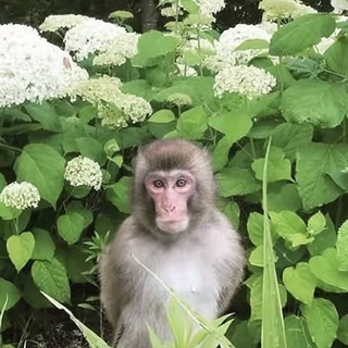 Telegram profile photo for Белый 🕷️