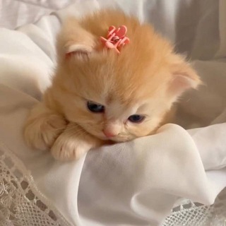 Telegram profile photo for (๐งบ.)๊๊ ห mittenis ๐ฅแน