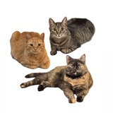 Telegram profile photo for хихи хаха хехе