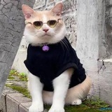 Telegram profile photo for Pororo Cat