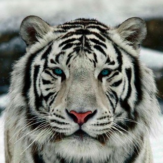 Telegram profile photo for مناقشات خبراء الفوركس