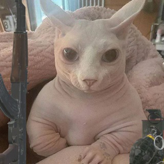 Telegram profile photo for ГИФКАВИЧ