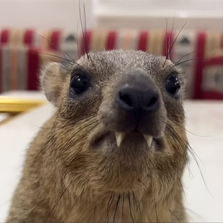 Telegram profile photo for капец