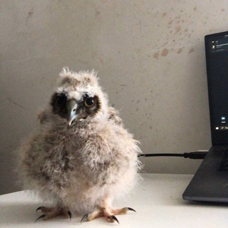 Telegram profile photo for reigeek