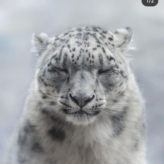 Telegram profile photo for Мюсли