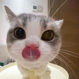 Telegram profile photo for thecardwall