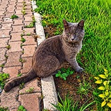 Telegram profile photo for Котики и Кофи🇷🇺