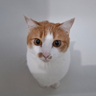 Telegram profile photo for I want to be... мяу
