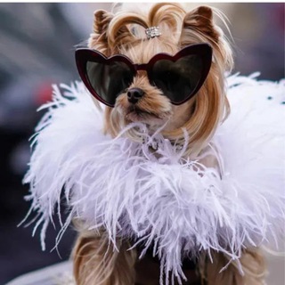 Telegram profile photo for Принцесса Сабака