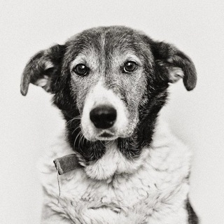Telegram profile photo for Yupianimals | Животные Юпи