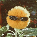 Telegram profile photo for Подсолнуховая долина🌻