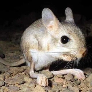 Telegram profile photo for Нора тушканчика |пвл|