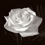 Telegram profile photo for Die Weisse Rose