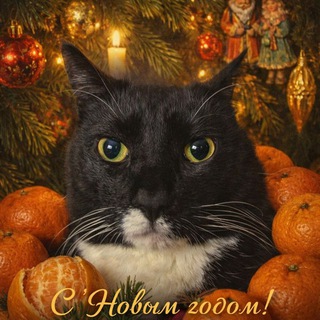 Telegram profile photo for Ржаки и каты