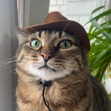 Telegram profile photo for Лесной кот Вася