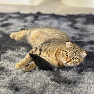 Telegram profile photo for Котокафе «Замурчательное место»