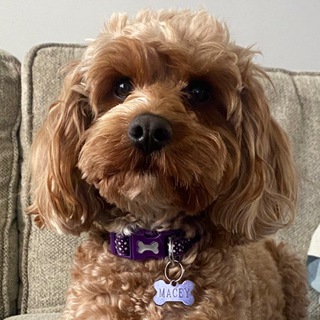Telegram profile photo for Good Pupper Fan Club 🐾🌻