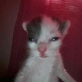 Telegram profile photo for Реклама