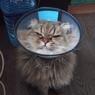 Telegram profile photo for бодя