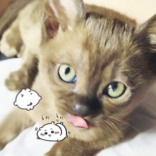 Telegram profile photo for тотош сходит с ума