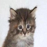 Telegram profile photo for Пункт выдачи мемов «Stolen memes»
