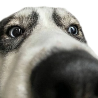 Telegram profile photo for $FREYA - Yelo's Dog Portal