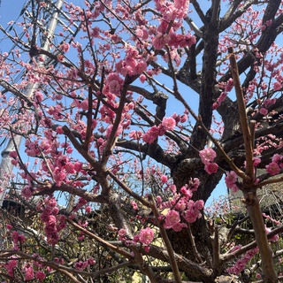 Telegram profile photo for 日本🇯🇵旅游