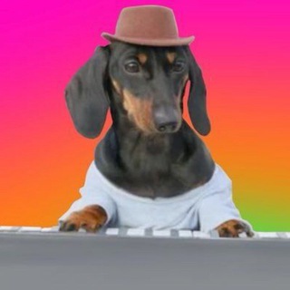 Telegram group profile photo for Synthesizer Dog | $SYNDOG