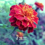 Telegram profile photo for آرشیو گرافا