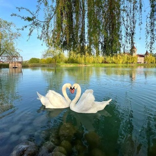 Telegram profile photo for أرّيچ🦢🪸