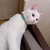 Telegram profile photo for Снеже4ка||