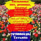Telegram profile photo for Тюльпаны оптом и в розницу Саки, Евпатория