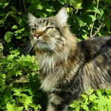 Telegram profile photo for Ючи/Адопты/Арты|Для продажи!