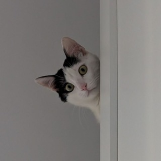 Telegram profile photo for Дурацковый кот Эрик