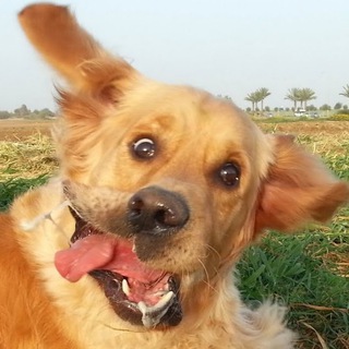 Telegram profile photo for Картинки с тупыми собаками