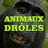 Telegram profile photo for ANIMAUX DRÔLES