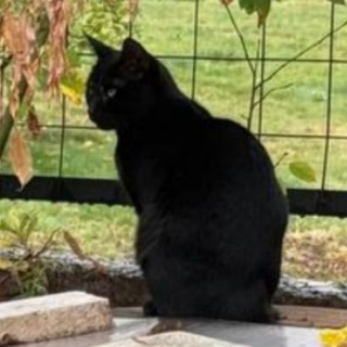 Telegram profile photo for котики мисис