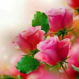 Telegram profile photo for اصغر فرازی فخرآباد