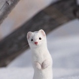 Telegram profile photo for ๐ผ๐๐บ๐
๐
๐พ๐๐๐พ