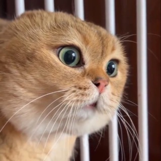 Telegram profile photo for Talking Cat