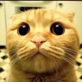 Telegram profile photo for Приколы с животными