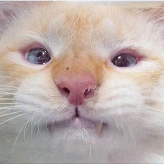 Telegram profile photo for Миссия Выполнима