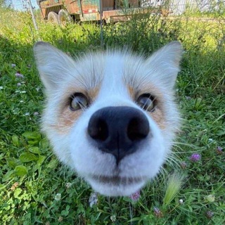 Telegram profile photo for Путь Майпа 🥋