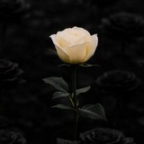 Telegram profile photo for 🎴 Đ₳Ɽ₭ ฿ⱠØØĐ 🎴●○•