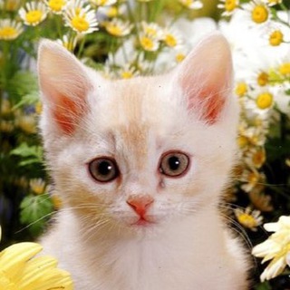 Telegram profile photo for фотоархів так званого