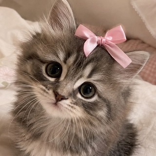 Telegram profile photo for meow